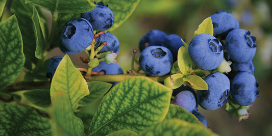 Plants that attract Honey Bees