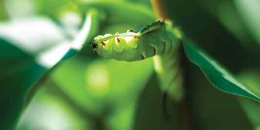 Pesticides Can Be Deceiving