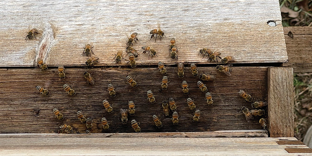 The Importance of Proper Hive Ventilation