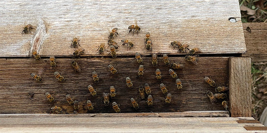 The Importance of Proper Hive Ventilation