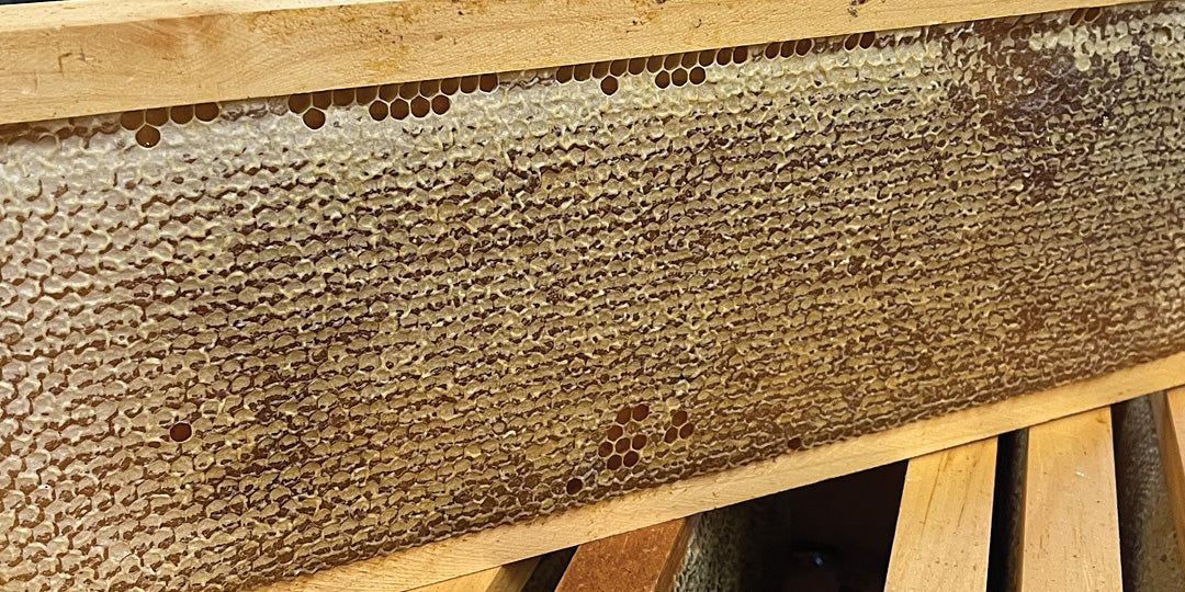 What Losing a Honey Tasting Competition Taught Me About Beekeeping.